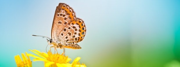 Ballast abwerfen: Kündigen Sie ein paar Abos