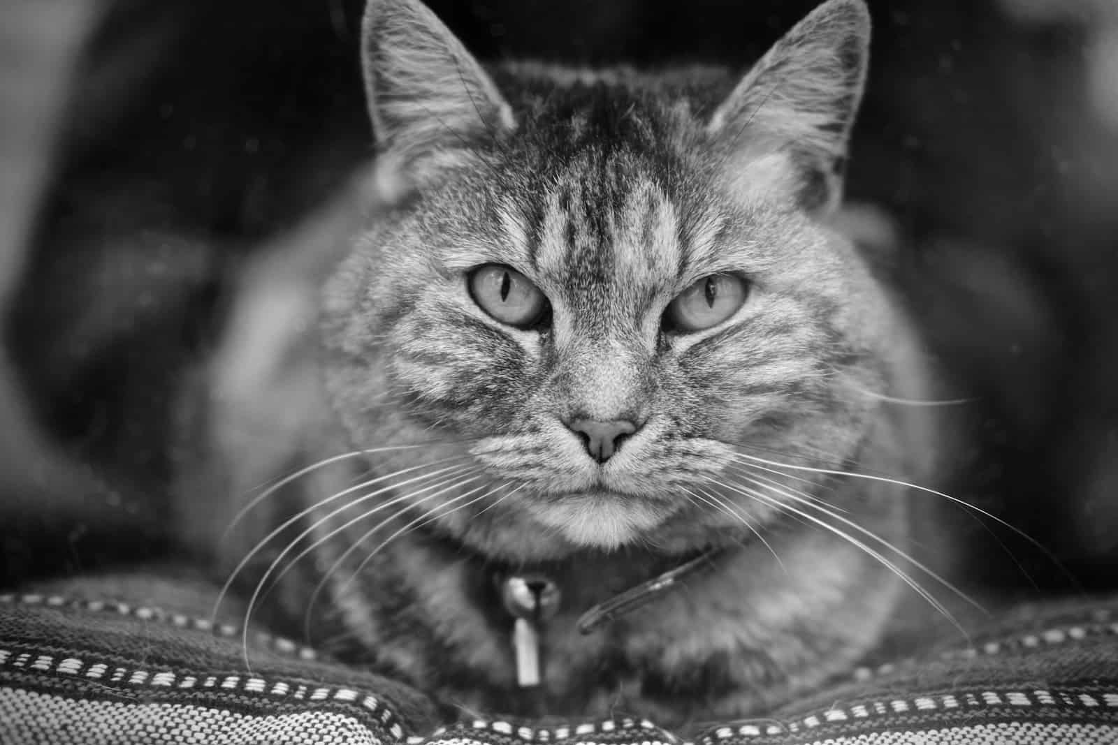 Konzentriert arbeiten: Sei wie eine Katze – mit Fokus zum Ziel