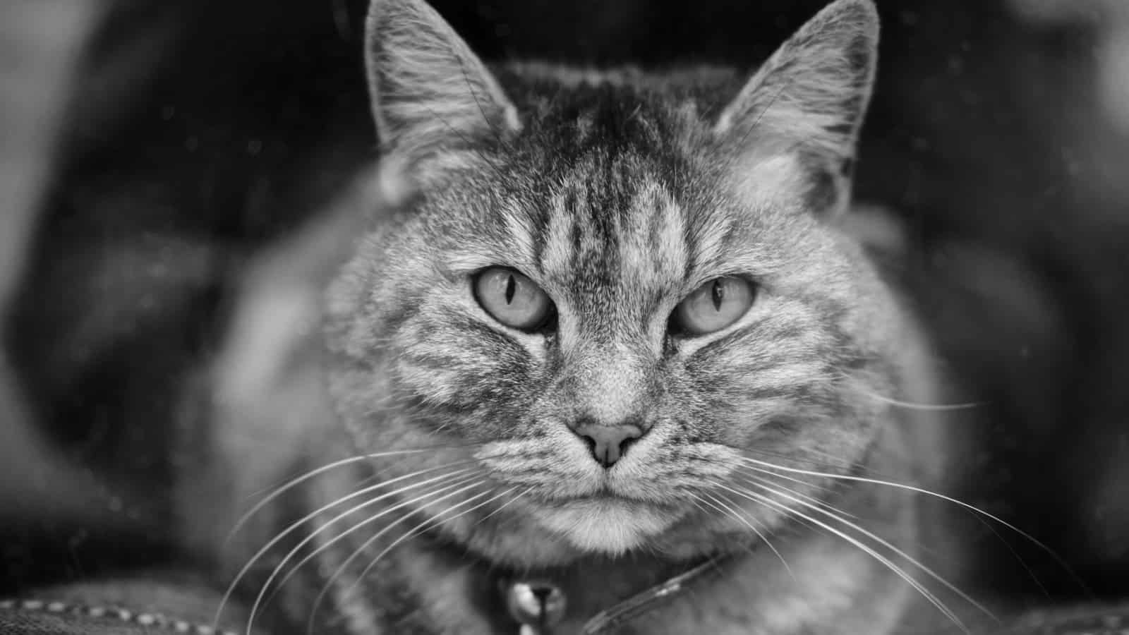 Konzentriert arbeiten: Sei wie eine Katze – mit Fokus zum Ziel