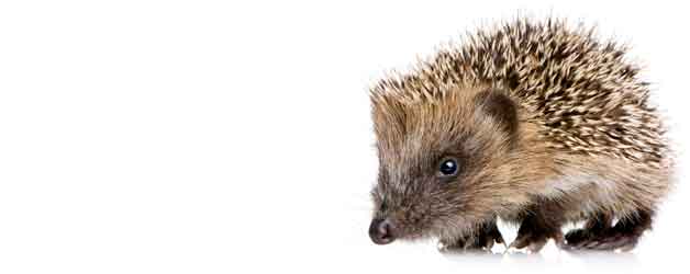 So erledigen Sie Ihre Aufgaben schneller