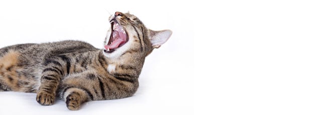 Gute Nacht - Ein gutes Zeitmanagement heisst auch: Genug Schlafen